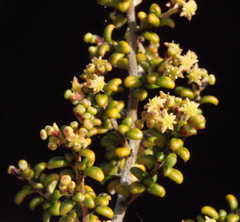 Trymalium elachophyllum