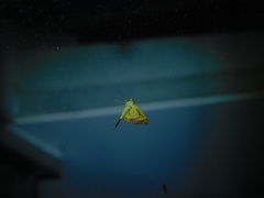 Chrysolarentia mecynata