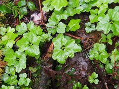 Cardamine angulata