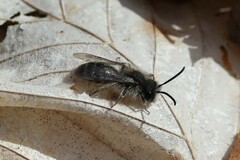 Andrena frigida