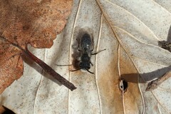 Andrena frigida