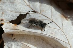 Andrena frigida