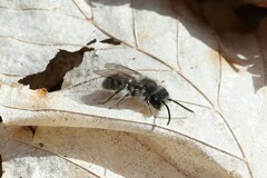 Andrena frigida