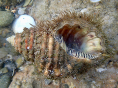 Monoplex parthenopeus