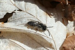 Andrena frigida