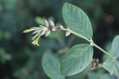 Englerodaphne pilosa