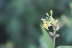 Englerodaphne pilosa