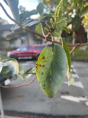 Phacidiopycnis washingtonensis