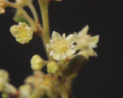Trymalium daphnifolium