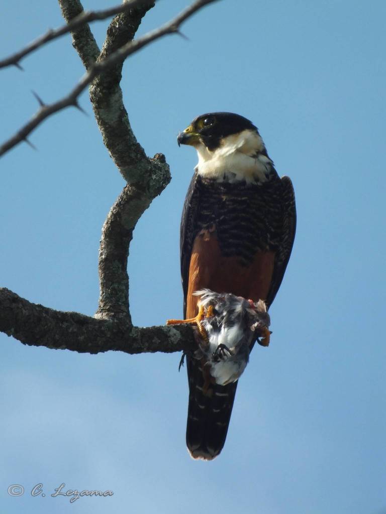 Bat Falcon from Tenampa, Ver., México on April 30, 2012 at 03:42 PM by ...