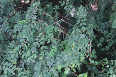 Englerodaphne pilosa