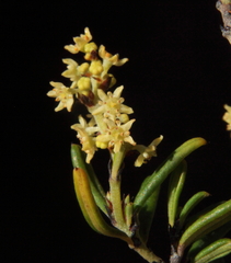 Trymalium daphnifolium