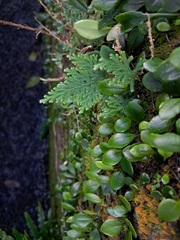 Selaginella involvens