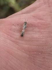 Lygaeoidea