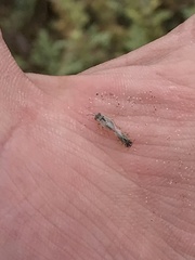 Lygaeoidea