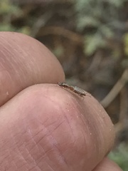 Lygaeoidea