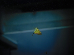 Chrysolarentia mecynata