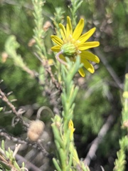 Ursinia trifida