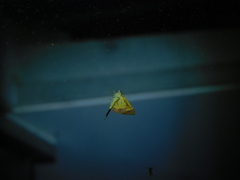 Chrysolarentia mecynata