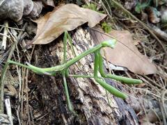 Phasmomantis sumichrasti