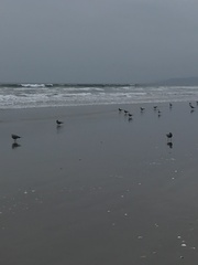 Leucophaeus modestus