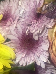 Asteraceae