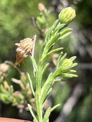Ursinia trifida