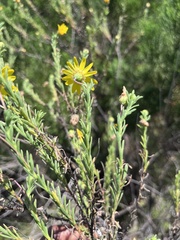 Ursinia trifida