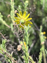 Ursinia trifida