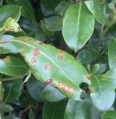 Puccinia coprosmae