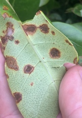 Puccinia coprosmae