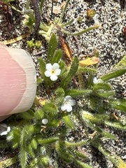 Plagiobothrys collinus