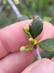 Cercocarpus minutiflorus