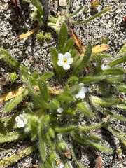 Plagiobothrys collinus