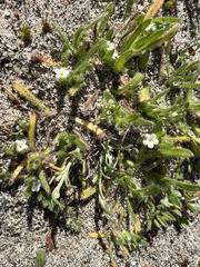 Plagiobothrys collinus