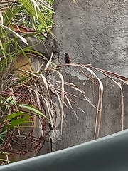 Lonchura atricapilla