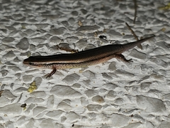 Subdoluseps bowringii