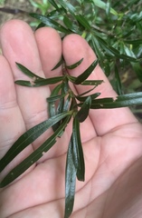 Coprosma linariifolia