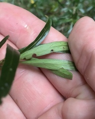 Coprosma linariifolia