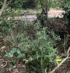 Coprosma linariifolia