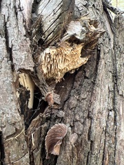 Subantrodia juniperina