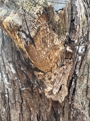 Subantrodia juniperina