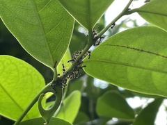 Dolichoderus thoracicus