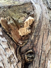 Subantrodia juniperina