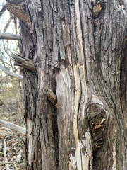 Subantrodia juniperina