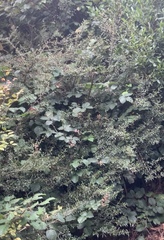 Coprosma linariifolia