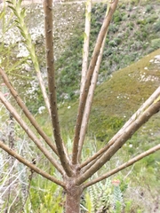 Liparia hirsuta