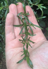 Coprosma linariifolia