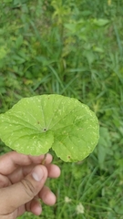 Centella asiatica