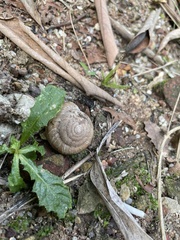 Gastropoda
